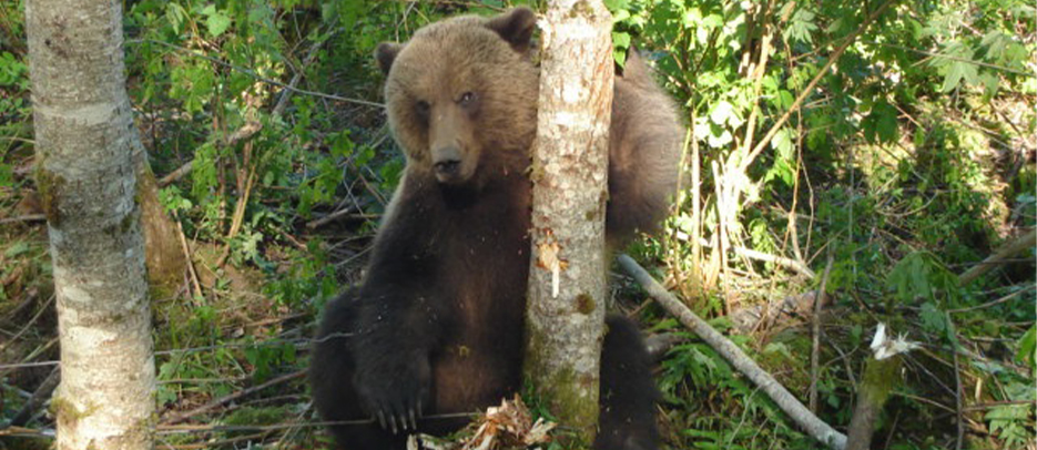 Grizzly bear captured downtown Squamish in 2007 - he was relocated to Upper Squamish
