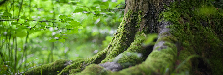 environment forest grass leaves 142497