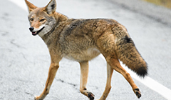 coyote feature